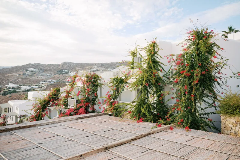 Flowering plants on a terrace above the whitewashed hillside of Mykonos